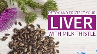 Detox your LIVER  Silymarine amazing benefits  Liver Health [upl. by Tebzil]