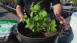 Bokashi ProGro fermented fertilizer applications with Gary from Good Green Earth Co [upl. by Notsej234]