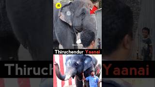 thiruchendur kovilil nadantha Sambavam 😨 Thiruchedur Elephant news in Tamil ytshorts trending [upl. by Dnalhsa]