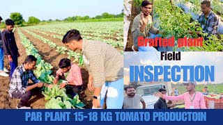 Grafted tomato plants 🌱 par plant 1518 tomato production prograssive farmer🧑‍🌾 my new vlog [upl. by Toth]