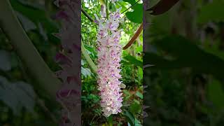 Foxtail orchid [upl. by Gadmann]