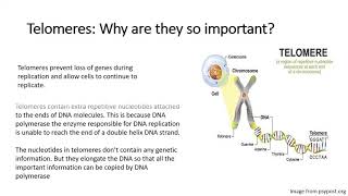 Chapter 5 The Mitotic Cell Cycle [upl. by Hugon429]