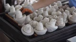 Pu erh Tea Documentary Tibetan Mushroom Jin Cha Pu Erh Tea Processing [upl. by Gilles]