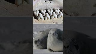 Crabeater Seal Teeth Hits Different  seal sea [upl. by Simone]