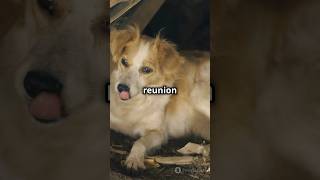 Top 5 Saddest Reunions Between Lost Pets and Their Owners 🤯viralvideo youtubeshorts shortvideo [upl. by Papageno437]