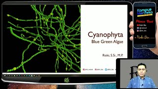 Cyanophyta  Ganggang Hijau Biru  Cryptogamae [upl. by Nylecaj]