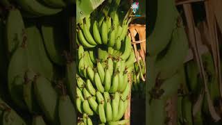 3000YearOld Bananas on Easter Island Ancient Clues to Early Human Settlement AncientHistory [upl. by Itoyj]