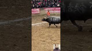 Power full Bulls in field youtube youtubeshorts ytshorts [upl. by Dominique]