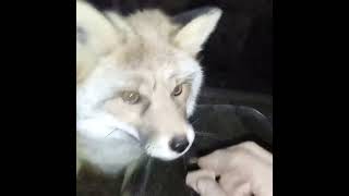 2266 How to teach a wild fox not afraid a hands WildRedFox animals shorts [upl. by Nathanson98]