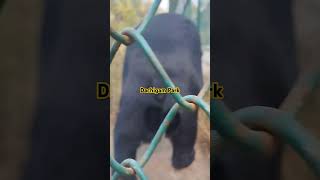 Dachigam National Park Kashmir bear wildlife wildbear dachigam kashmir youtubeshorts viral [upl. by Ieso786]