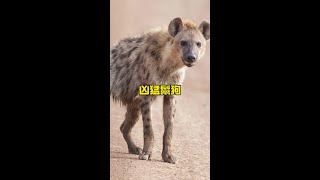 鬣狗遭到羚羊瘋狂反擊解說版動物世界 野生動物零距離 [upl. by Lusa]