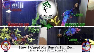 How I Cured My Bettas Fin RotFrom quotBanged Upquot To quotBuffed Upquot [upl. by Florenza602]