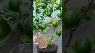 The best hormone to stimulate homemade fruit and flower plants [upl. by Vivyanne892]