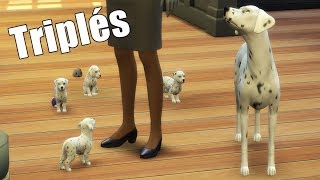 LES BÉBÉ TRIPLÉS DALMATIENS  SIMS 4 [upl. by Mir369]