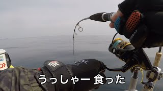 【2馬力ボート釣り】4月上旬 若狭湾釣果速報 のっこみノッコミ乗っ込み真鯛と○メーターサワラ‼️ [upl. by Oicaro705]