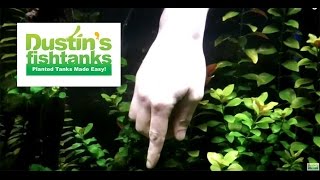 How to trim Aquarium Plants Trimming Ludwigia [upl. by Meihar]