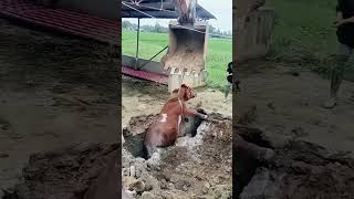 The process of rescuing a cow trapped in a deep pit [upl. by Gerbold395]