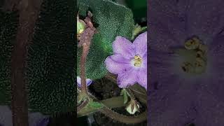 SHIMMERING Shiny Purple AFRICAN VIOLET Plant FLOWERS amp a Seed Pod [upl. by Errick]