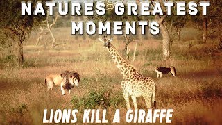 Natures Greatest Moments  Lion Pride Kill Giraffe [upl. by Barthelemy]