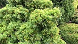 Pinus parviflora Goldilocks Variegated Dwarf Japanese White Pine April 23 2020 [upl. by Idnar]