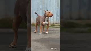 Aggressive Pitbull Dog vs Angry King Cobra 😨😡☠️💯 pitbull facts animals shorts kingcobra [upl. by Lladnor]