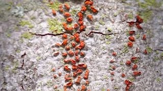 The Real Honey Locust  thorniest tree in the world [upl. by Marven]