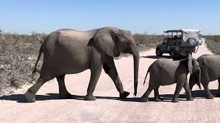 Elephants in Etosha National Park [upl. by Ocicnarf]