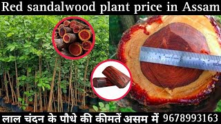 rad sandalwood sandalwood nursery all over delivery available wholesale Supplierradsandalwood [upl. by Ahsytal370]