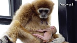 Lar Gibbon Babyシロテテナガザルの赤ちゃん旭山動物園 [upl. by Ginelle]