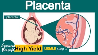 Placenta  Structure and function of Placenta  Development of placenta  USML step 1 [upl. by Carnes]