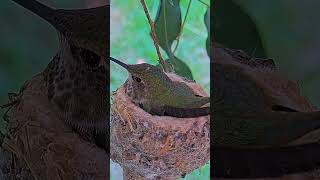 quotTiny Wonders The Life of a Hummingbird NestquotBirdWatchingBirdLoversBirdPhotography [upl. by Evania]