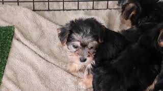 Morkie Puppies Exploring SD 480p [upl. by Adihaj]