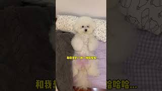 097 Baby dog cute puppy barking 4kviral shorts shortvideos [upl. by Strohl]