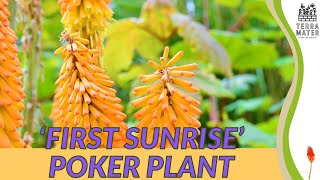 FIRST SUNRISE POKER PLANT Kniphofia Care Guide and Tips 🌅🌿 [upl. by Eidas700]