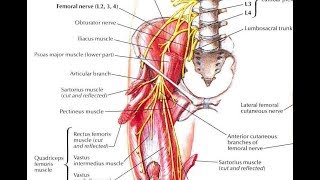 How and why to strengthen the pectineus and its implication in various hiprelated disorders [upl. by Leverick]