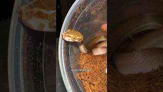 Walter tries starving himself and fails Tanzanian House Snake [upl. by Ayotac]