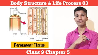 Permanent Tissue  Body Structure amp Life Process  Class 9 Science Chapter 5 In Nepali [upl. by Laroc]