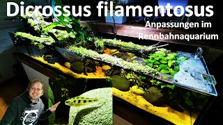 Dicrossus filamentosus  SCHACHBRETTBUNTBARSCHE und Erneuerung des SANDBODENS im Rennbahnaquarium [upl. by Aicssej]