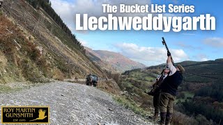 Extreme Welsh Pheasant Shooting At Llechweddygarth [upl. by Nesmat]