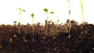 Time Lapse of Radish seeds  Grown in Soil [upl. by Lundquist]