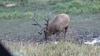 Wallowing Colorado Bull Elk [upl. by Convery]