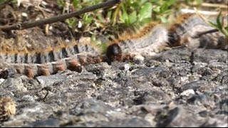 Millepattes  Caterpillar  Chenille Processionnaire  Kerpape  Ploemeur  Bretagne Sud  France [upl. by Trudi]