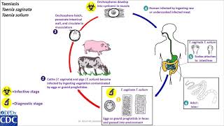 Taenia saginata Taenia solium life cycle [upl. by Ainslee872]