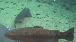 Herman the Sturgeon at Bonneville Fish Hatchery east of Portland Oregon [upl. by Aneed]