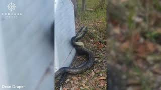 Pythons Filmed Fighting Over Female in Backyard [upl. by Estis]