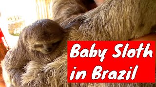 Sloth and her baby in Porto Seguro Brazil [upl. by Damarra]