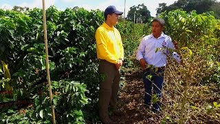 Tips del Profesor Yarumo Productividad del cultivo del café [upl. by Eisse]