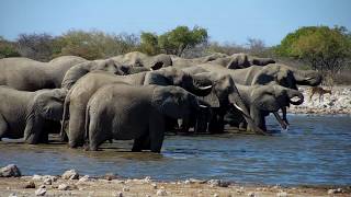 Elephant herd drinking at Etosha [upl. by Oicnevuj322]