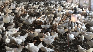 Hen Farm  Egg poultry Farm Business Plan  Farming  Hen Farming  Part 3 [upl. by Atika]