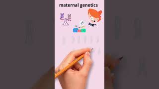 Maternal Genetics [upl. by Tibold]